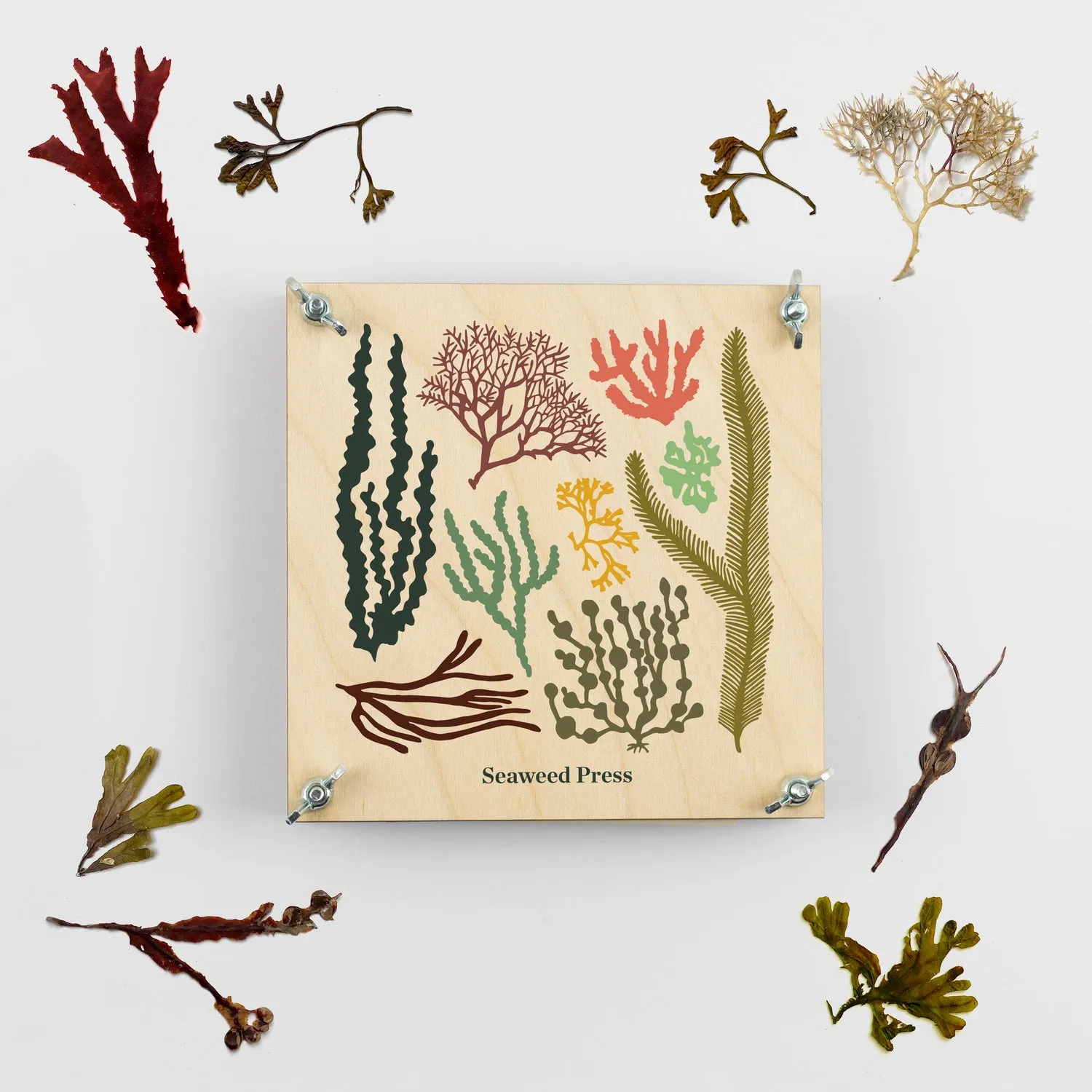 Studio Wald Seaweed Press zeewierpers 15x15 cm board