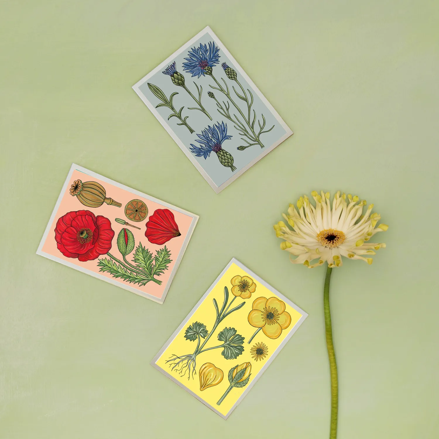 Studio Wald Vintage Poppy A6 wenskaart botanisch
